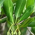 Rhizophora stylosa (Red Mangrove) ヤエヤマヒルギ<br />Canon EOS 7D + EF400L F5.6